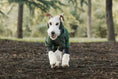 Load image into Gallery viewer, Spring Dog Rainproof Jacket green SOCKPET worn by a dog running through a forest.
