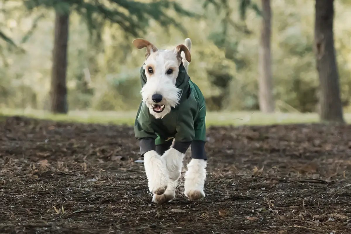 Spring Dog Rainproof Jacket green SOCKPET worn by a dog running through a forest.