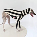 Cargar la imagen en la vista de la galería, Whippet & Greyhound striped shirt pet costume by SOCKPET in black and white stripes

