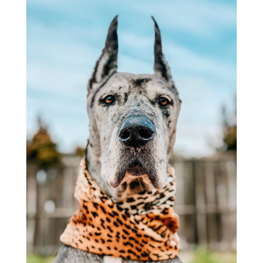 Chelsea Matching Dog &amp; Owner Scarf