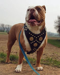 Load image into Gallery viewer, The "Maximus" harness black & gold - Pet Collars & Harnesses from Bestia Dog Gear

