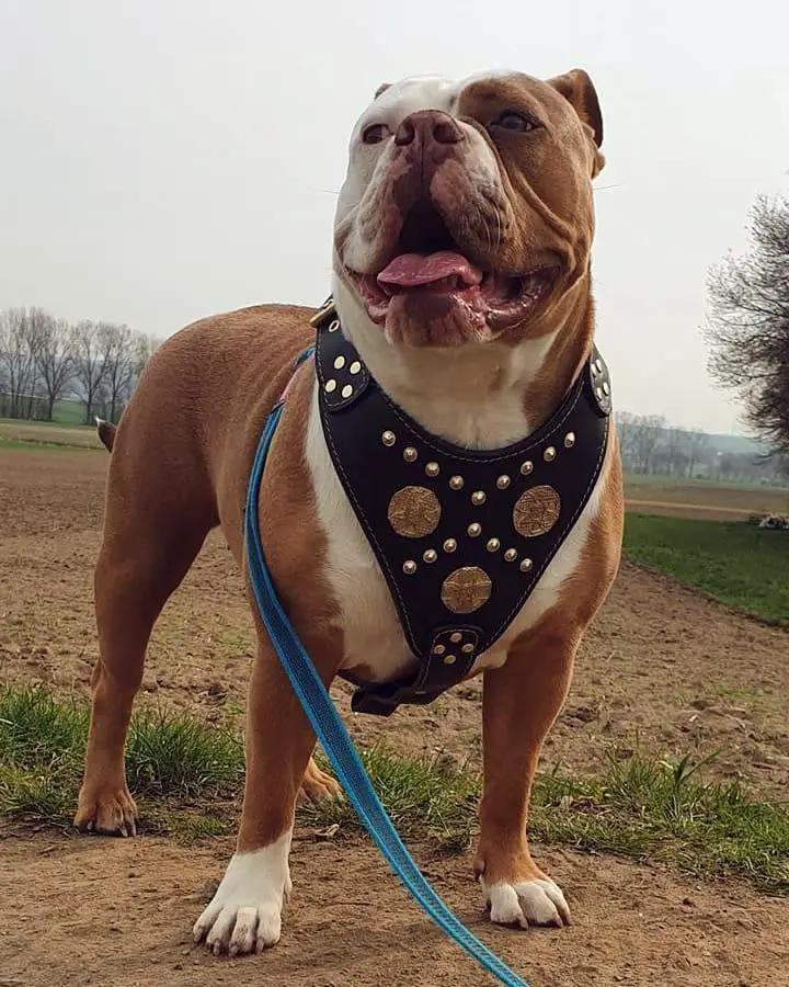 The "Maximus" harness black & gold - Pet Collars & Harnesses from Bestia Dog Gear