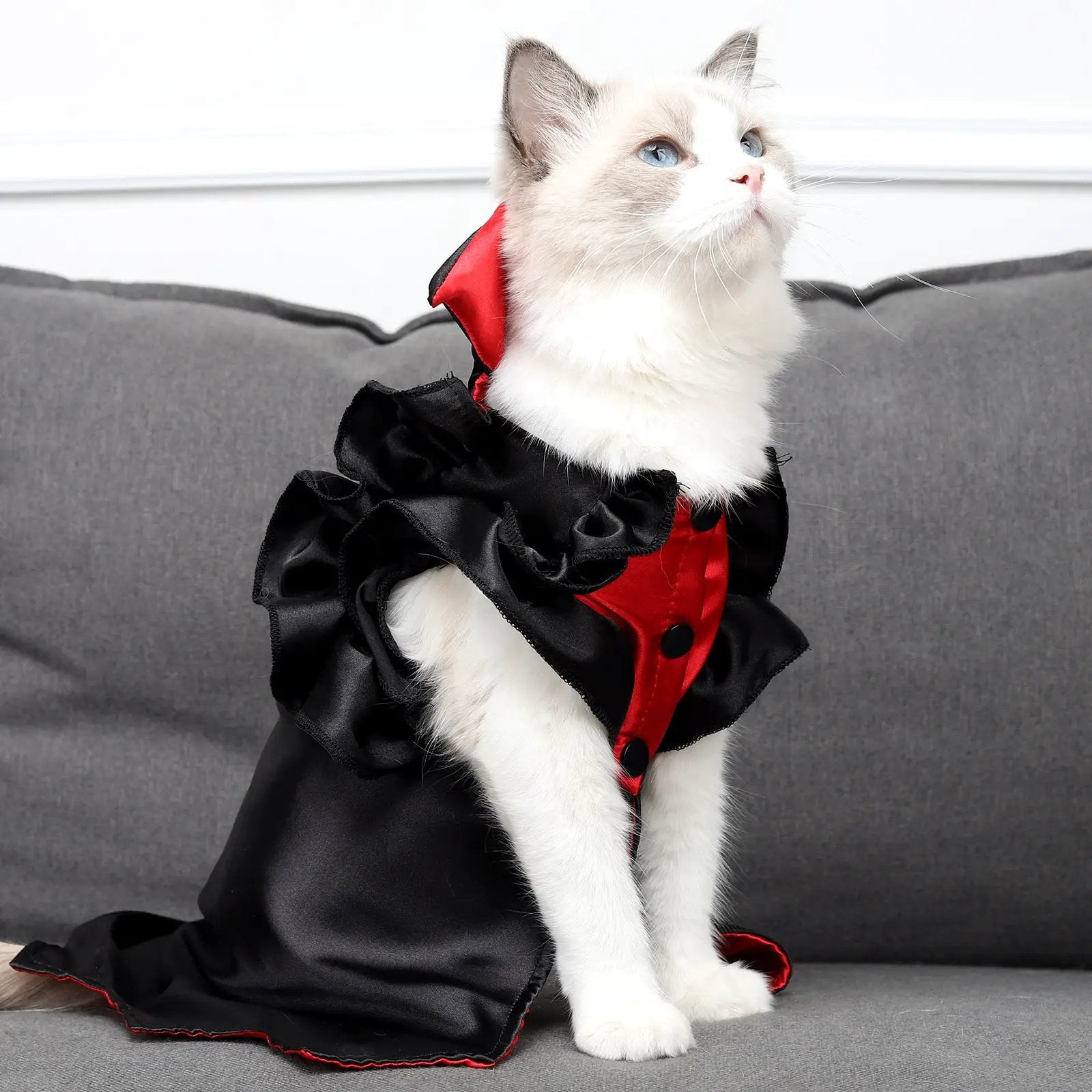 Cat Halloween Vampire Transformation Costume by Pet Zen; black satin cape with red lining and ruffled trim