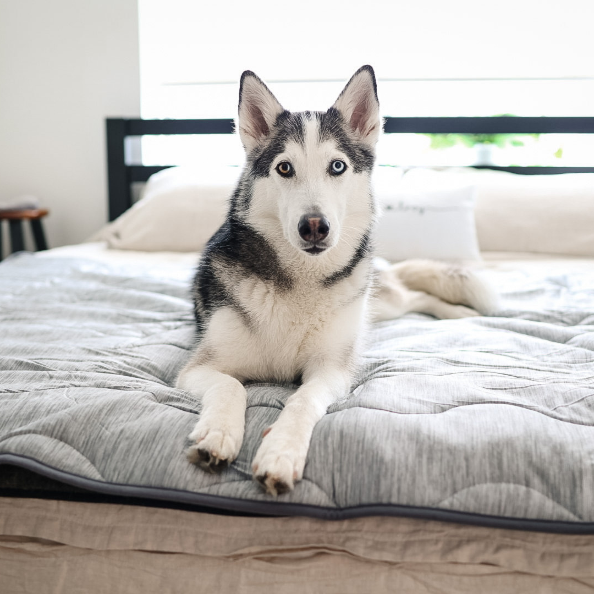 PupChill Cooling Waterproof Blanket Arctic Grey by Paw.com on bed with a curious husky puppy