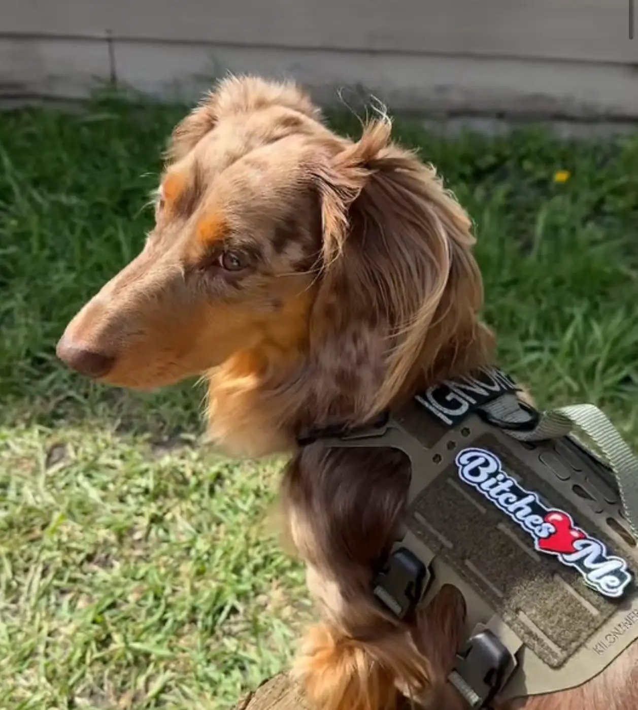 Men's Bitches Love Me Morale Patch With Hook Fastener Backing Tactical Velcro Vest And Harness Option by kiloninerpets