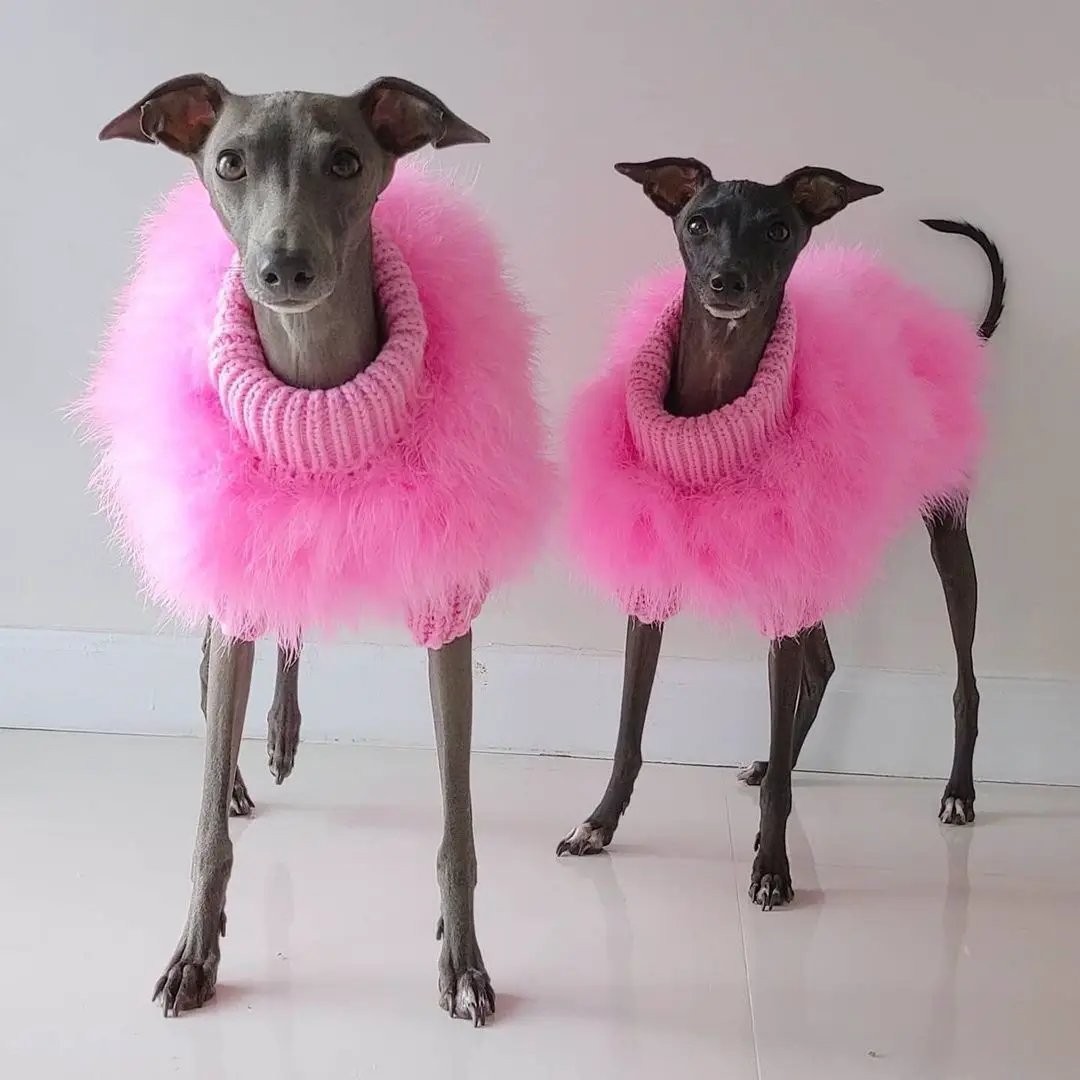 Haute Couture Feathered Luxury Pet Sweater for dogs, pink fluffy fur with ribbed turtleneck, worn by two dogs