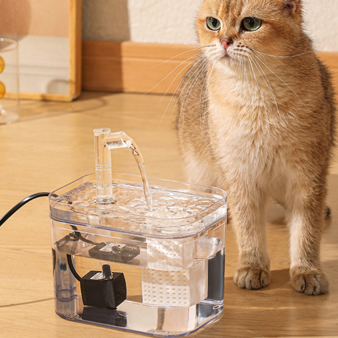 Clear PET fountain beside a cat