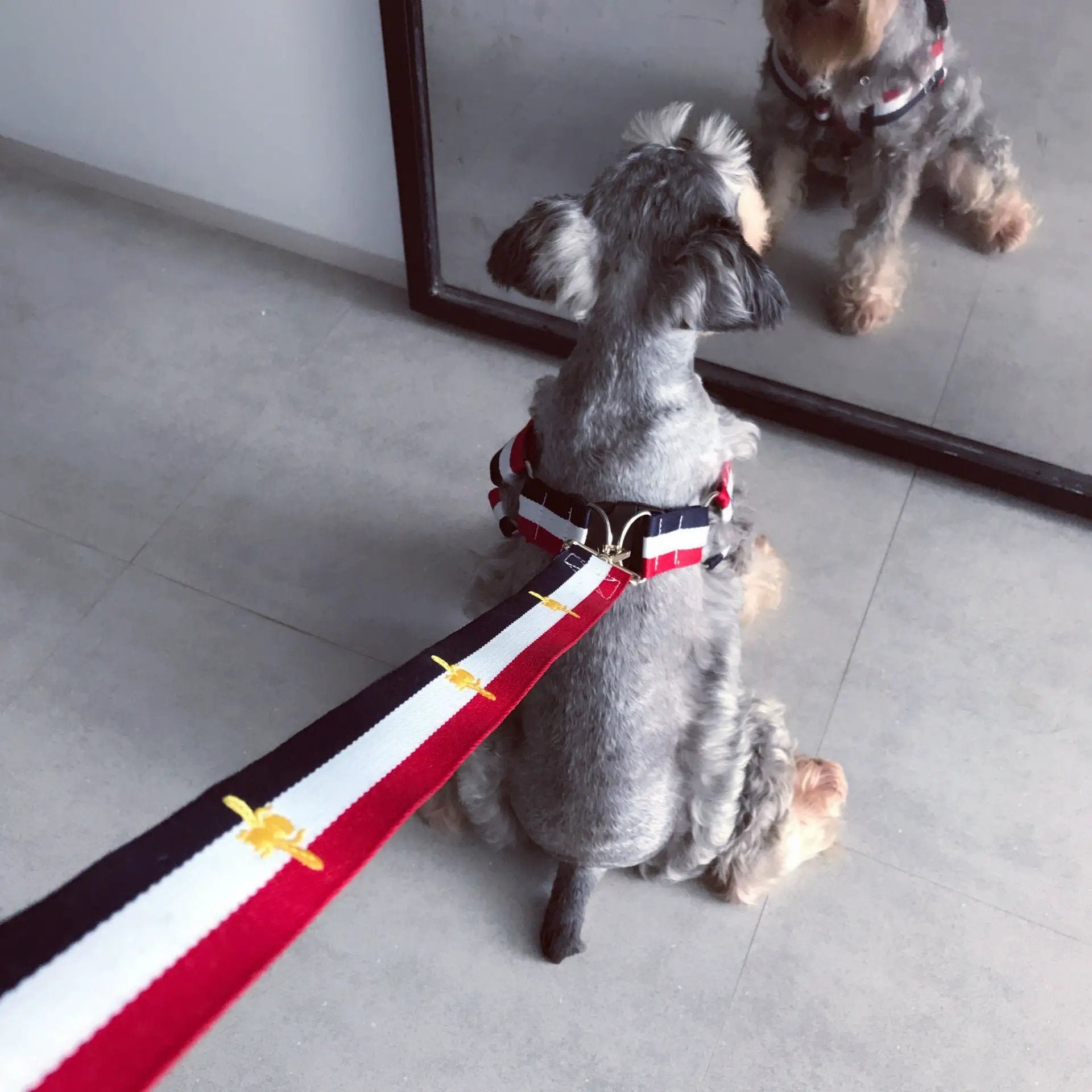 Trendy Harness and Leash Set For Dogs by For Animals, With Love
