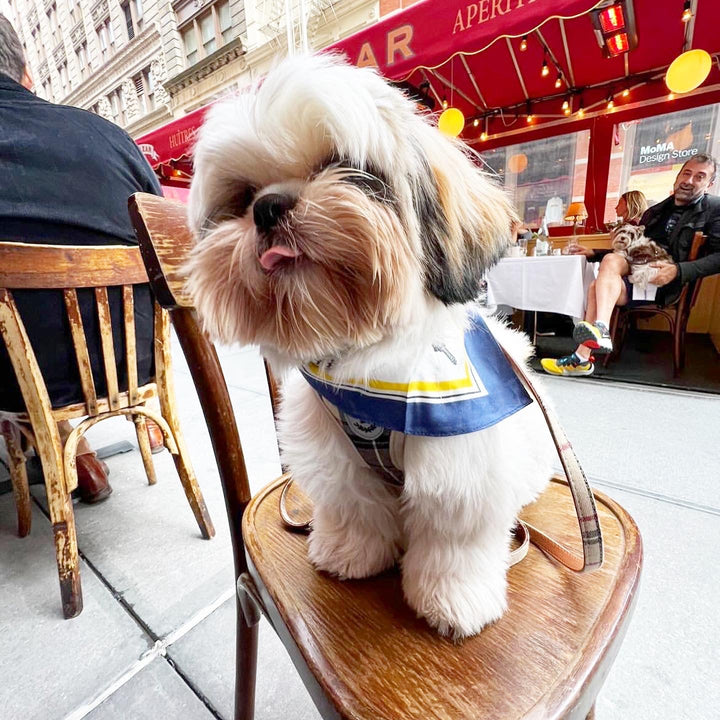 Bespoke Paws Erin Silk Twill Dog Scarf