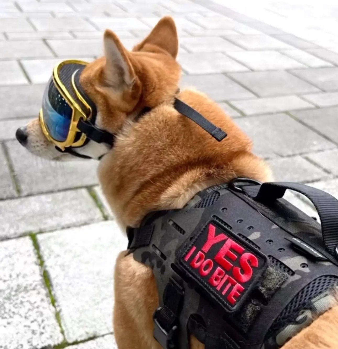 Yes I Do Bite Morale Patch With Velcro Hook Backing 3.25x1.75 Inch by kiloninerpets