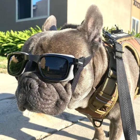 Eye Defenders Pet Safety Goggles For Small And Medium Dogs Or Cats With Uv400 Lenses And Soft Touch Rubber Shields by kiloninerpets