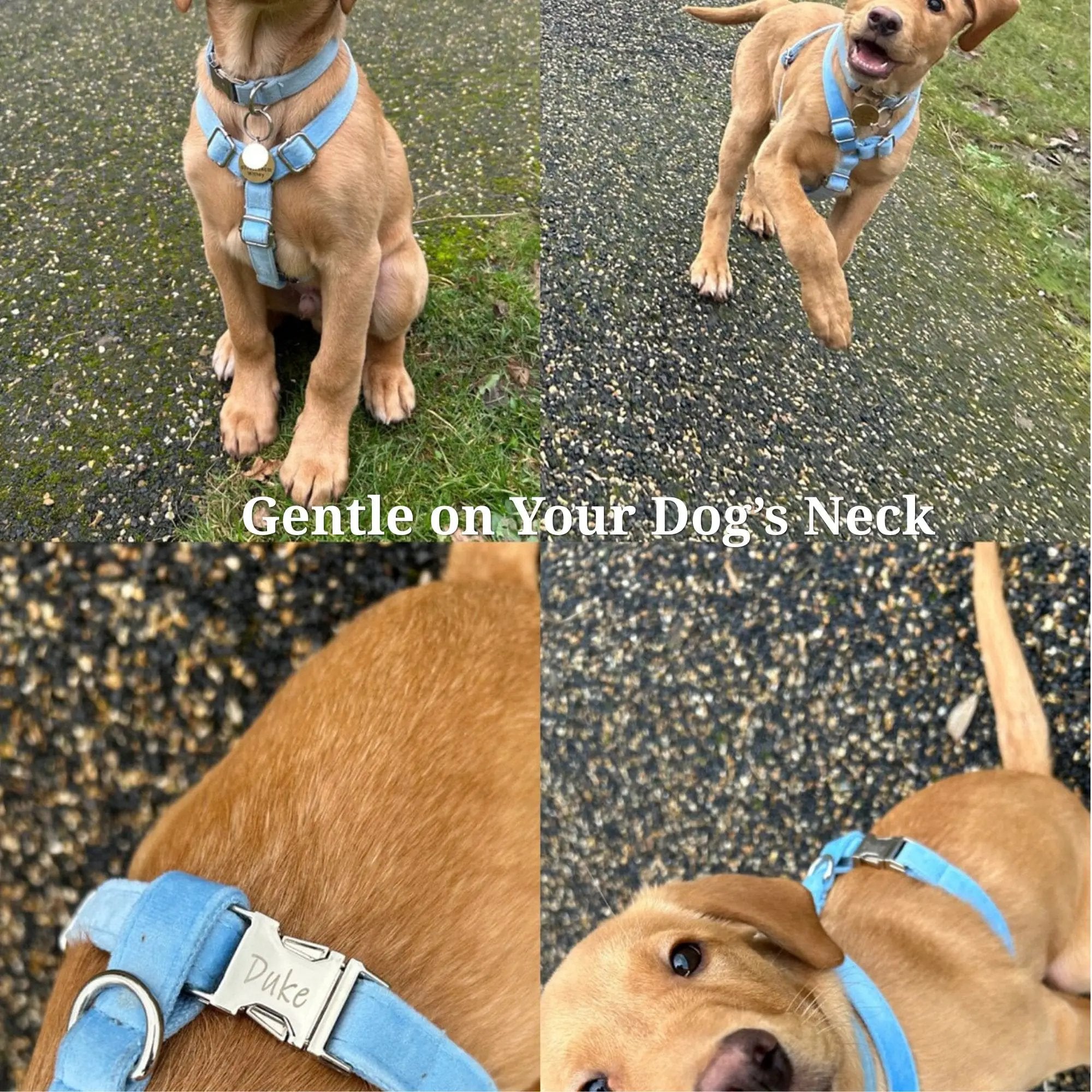 Luxury Blue Velvet Custom Dog Harness Set No Pull Sleek Hardware by DDPaws