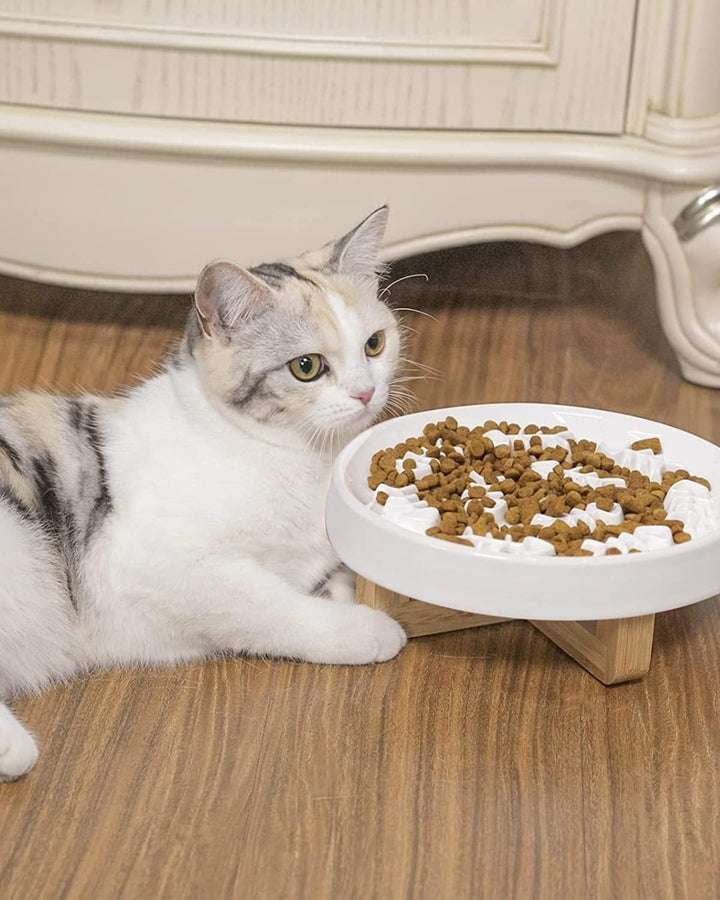 Cat eating from fishbone slow-feed plate