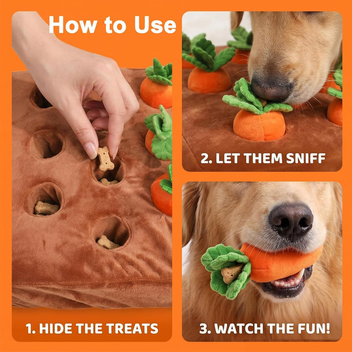 Hide treats sniff and find play sequence