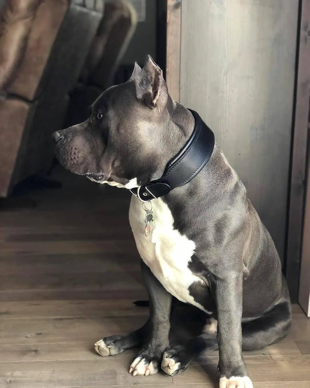 Plain "Style" Collar black - Pet Collars & Harnesses from Bestia Dog Gear