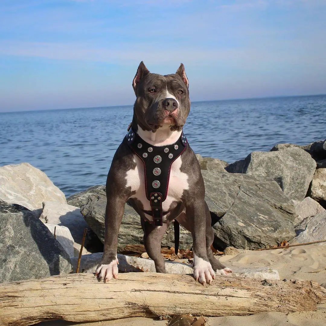 'Bijou'' harness Black & Red for big dogs - Pet Collars & Harnesses from Bestia Dog Gear