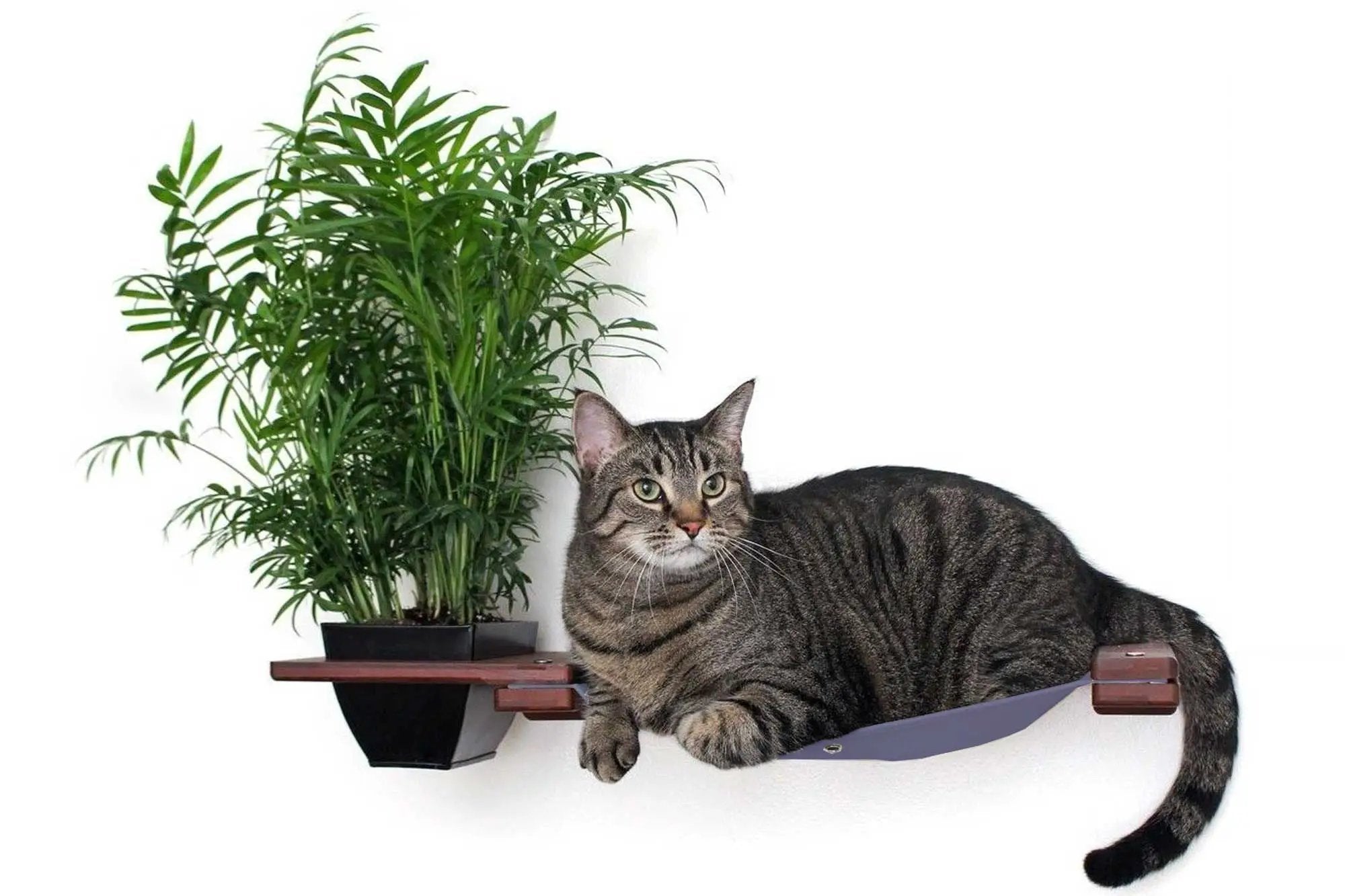 Cat Hammock Wall with Planter by Catastrophic Creations; gray hammock with green plant and cat