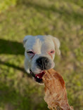 Load image into Gallery viewer, White dog outdoors chewing a bone, grassy yard blurred in background.
