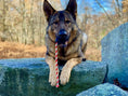 Bild in Galerie-Betrachter laden, USA-K9 Magnum Skull Black Durable Rubber Chew Toy Extreme Chewers by SodaPup/True Dogs, LLC
