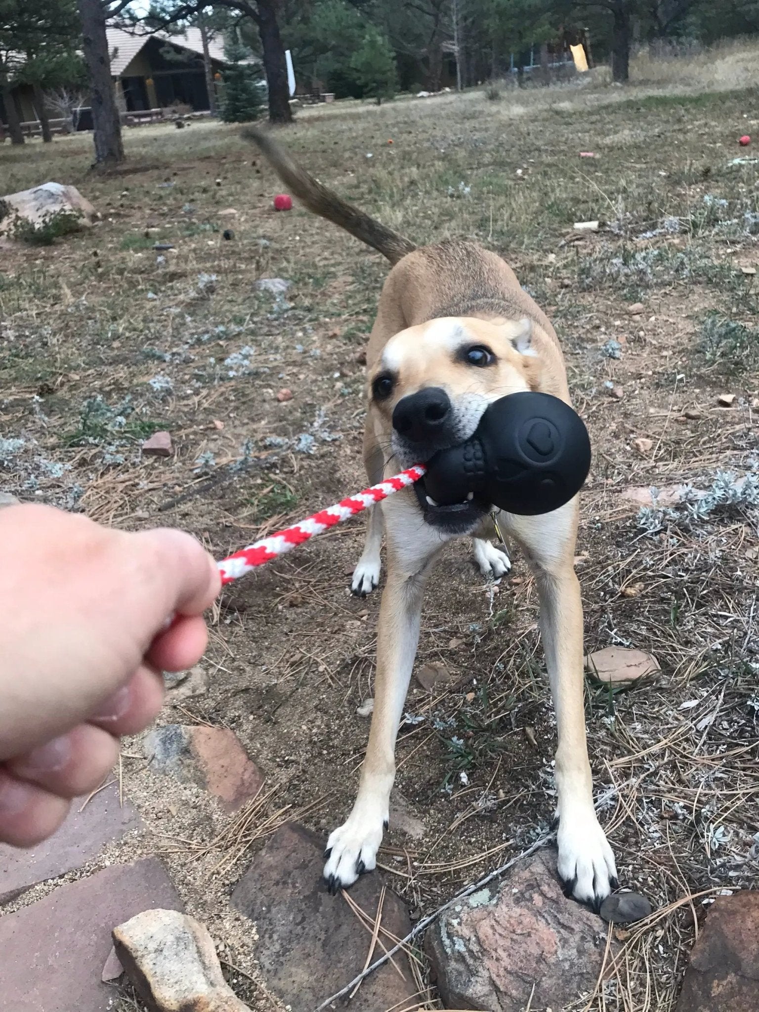 USA-K9 Magnum Skull Black Durable Rubber Chew Toy Extreme Chewers by SodaPup/True Dogs, LLC