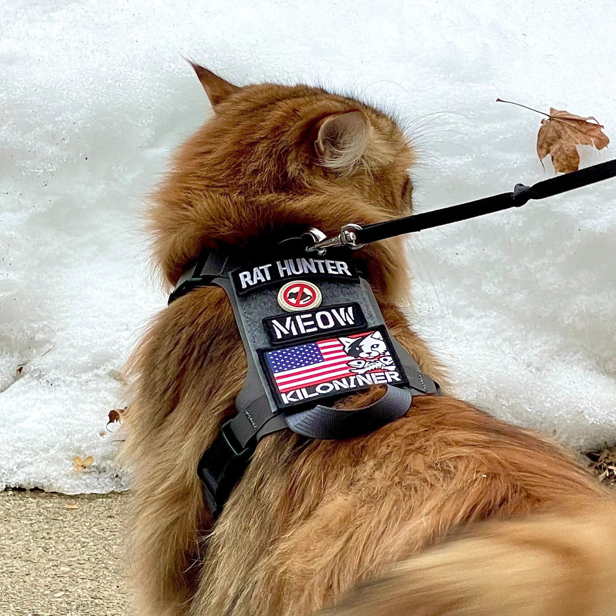 K9R M1 Lightspeed Cat Harness With Minimalist Chest Plate Made USA by kiloninerpets