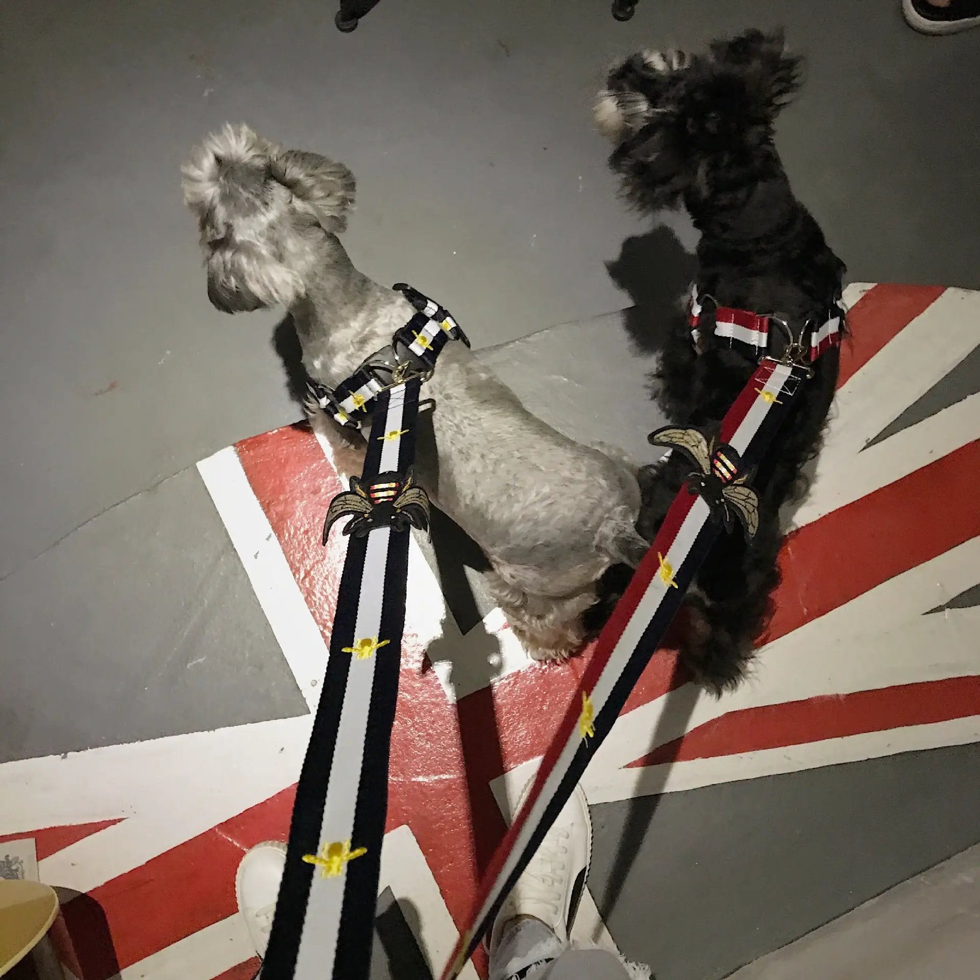 Trendy Harness and Leash Set For Dogs by For Animals, With Love