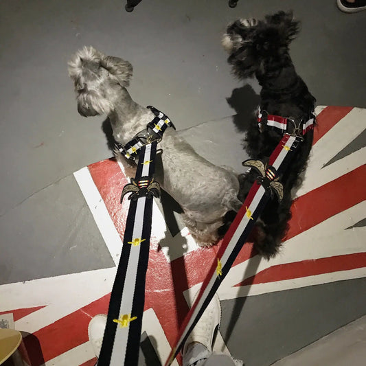 Trendy Harness and Leash Set For Dogs by For Animals, With Love
