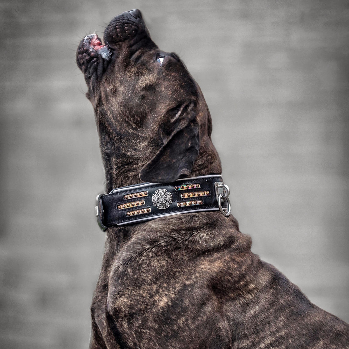 Bestia Atlantis black and chameleon leather dog collar, view 2