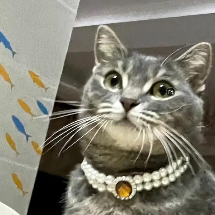 FelineStyle Cat Pearl Necklace Pet Collar Lightweight Durable Plastic Fashion Accessory For Feline Companions Stylish by Pet Zen