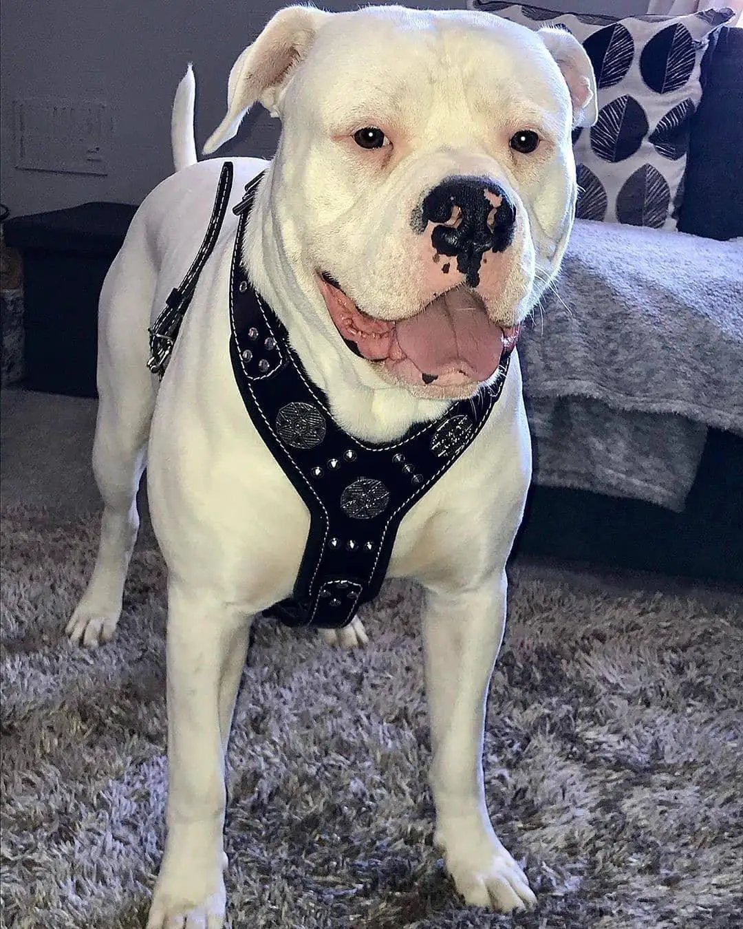 The "Maximus" silver harness - Pet Collars & Harnesses from Bestia Dog Gear