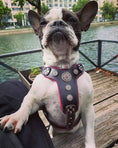 Bild in Galerie-Betrachter laden, The ''Bijou'' harness Black & Pink Small to Medium Size - Pet Collars & Harnesses from Bestia Dog Gear

