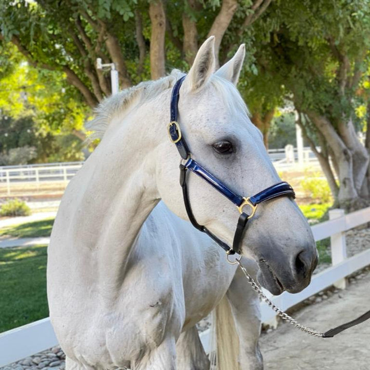 Halter Ego Revolution Cobalt Blue Patent Leather Horse Halter on a horse