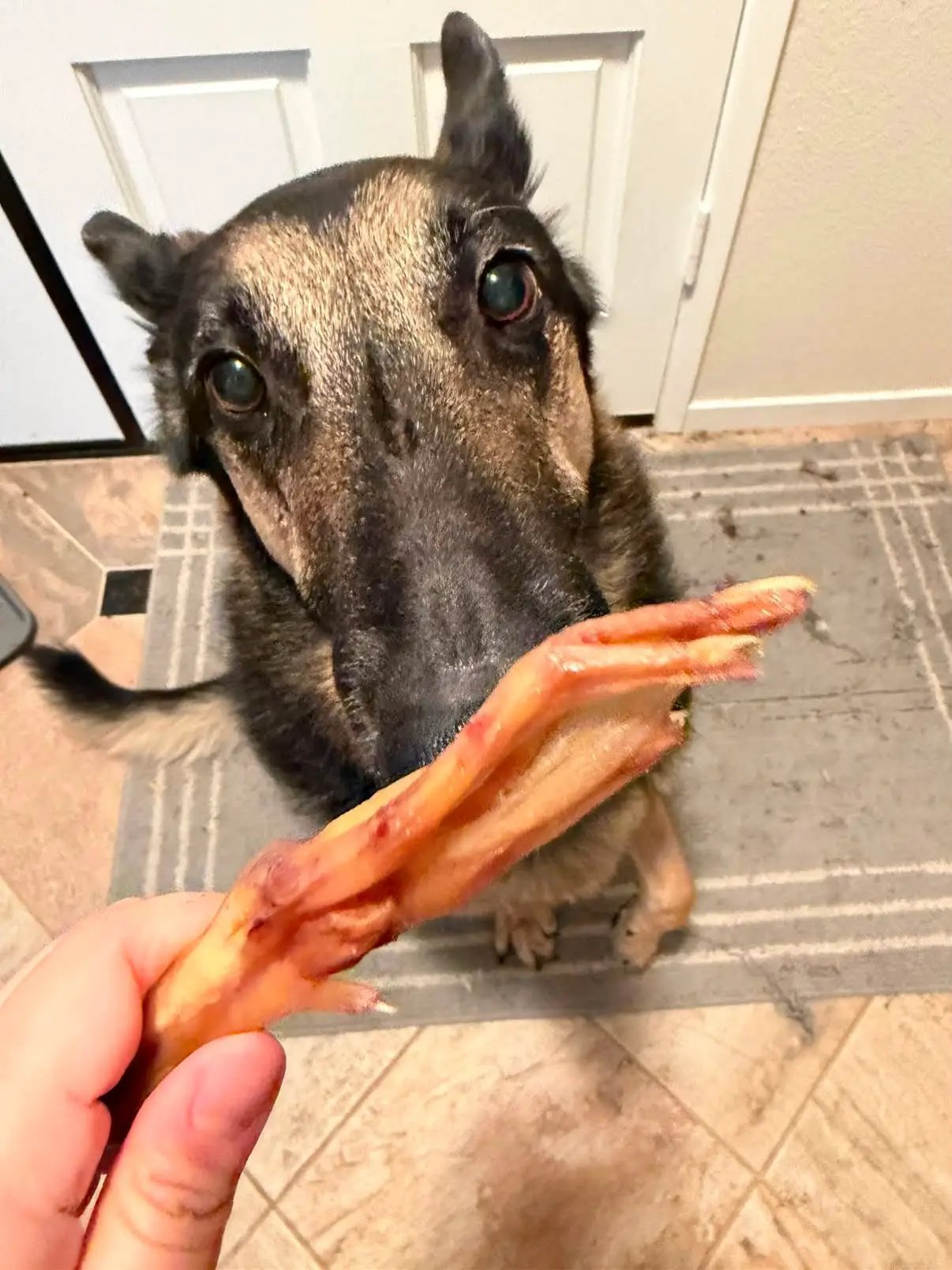 Duck Feet ABF dog treat by Naked Beasts; dark-coated dog taking a duck foot from a hand