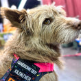 Bild in Galerie-Betrachter laden, Premium Mini Handsome Boy Morale Patch Embroidered For Vests And Harnesses With Velcro Hook Backing by kiloninerpets

