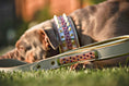 Load image into Gallery viewer, The Candy Dog Collar - Pet Collars & Harnesses from Bestia Dog Gear
