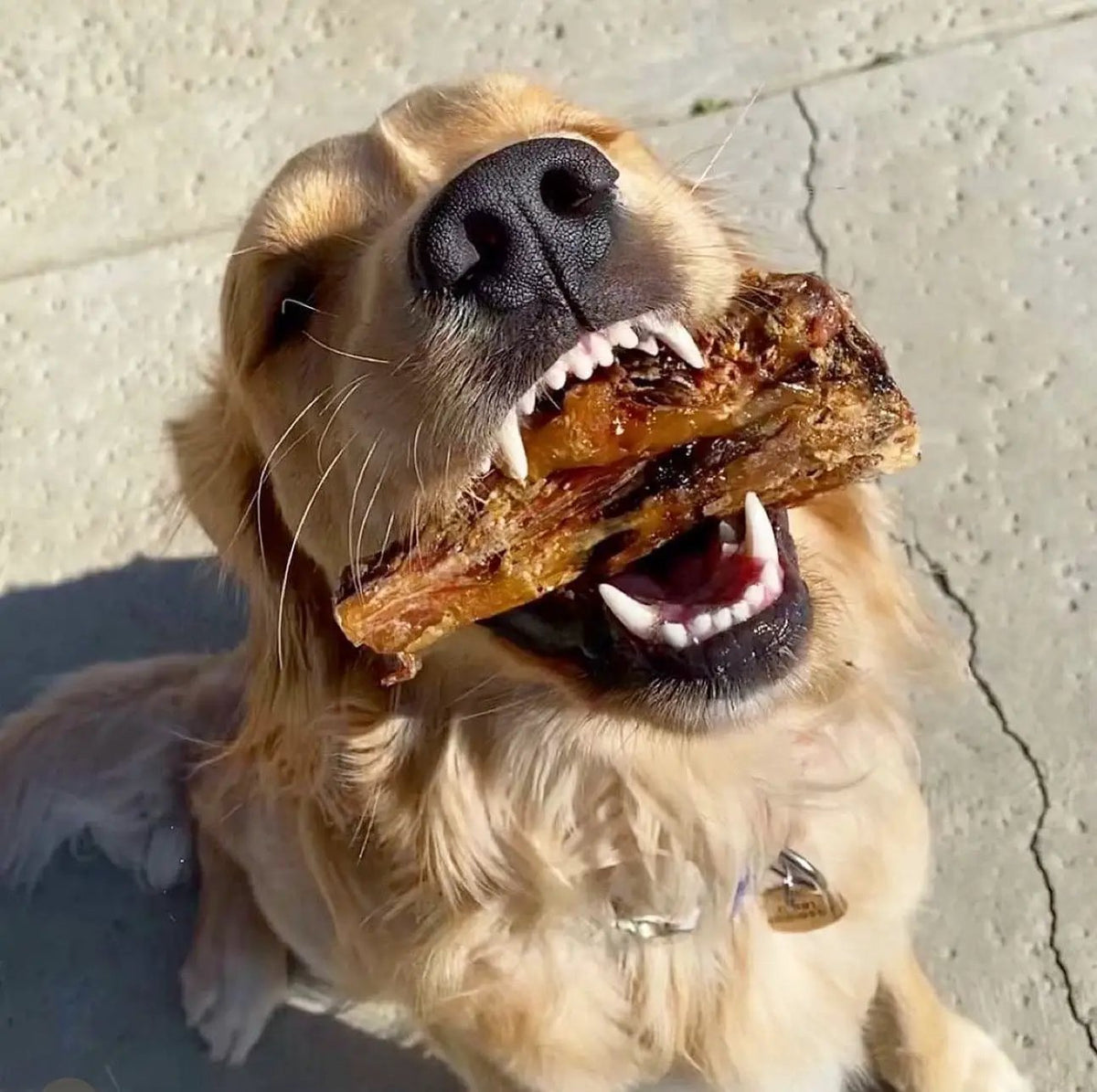 Lamb Shank dog chew by Naked Beasts, GFF & Pasture Raised