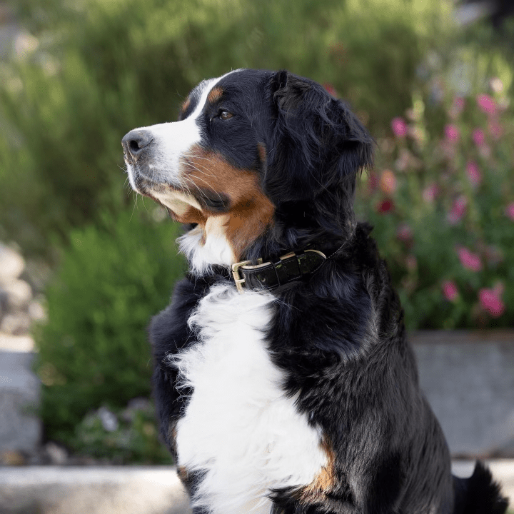 Halter Ego Thea Black Patent Leather Dog Collar on a dog