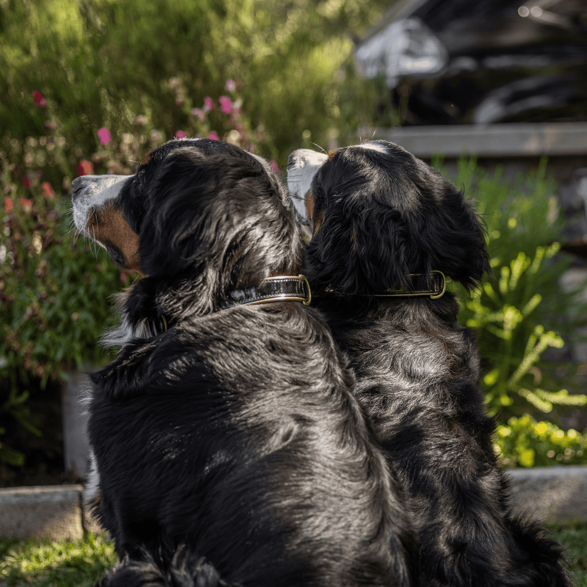 Halter Ego Thea Black Patent Leather Dog Collar on a dog