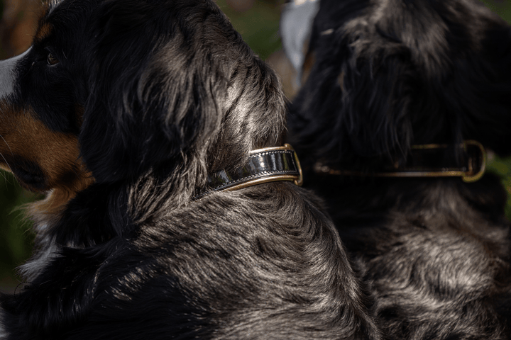 Halter Ego Thea Black Patent Leather Dog Collar on a dog