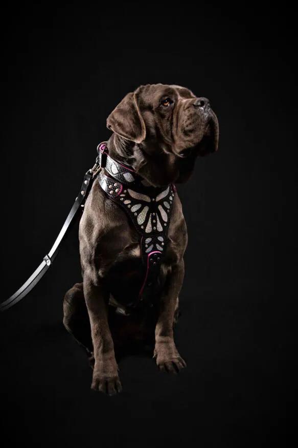 The ''Ariel'' harness - Pet Collars & Harnesses from Bestia Dog Gear