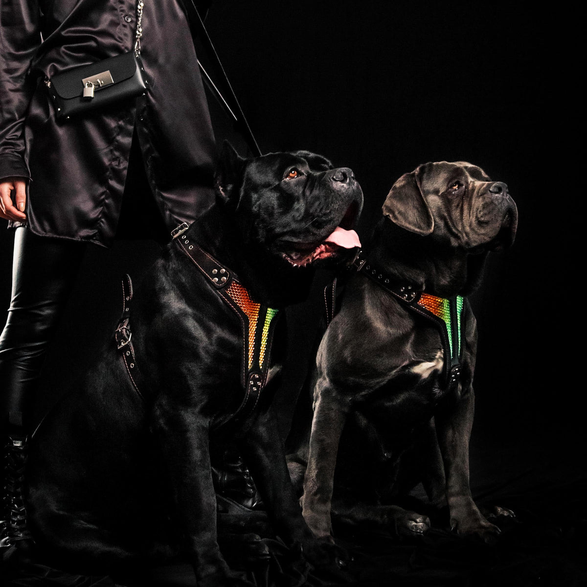 Bestia D'Albertis black and iridescent leather dog harness, view 3