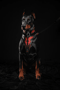 Load image into Gallery viewer, The ''Red Dragon'' harness - Pet Collars & Harnesses from Bestia Dog Gear
