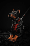 Load image into Gallery viewer, The ''Red Dragon'' harness - Pet Collars & Harnesses from Bestia Dog Gear
