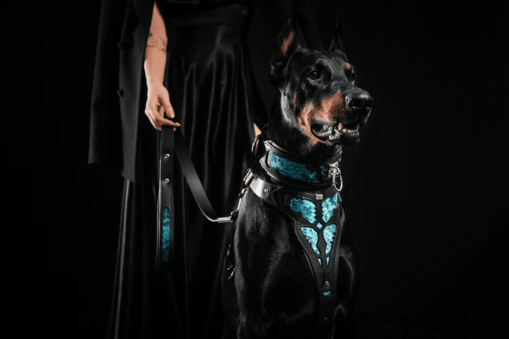 Doberman with the Bestia Morelia Python blue leather dog leash and matching harness