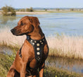 Bild in Galerie-Betrachter laden, 'Bijou'' harness Black & Orange for big dogs - Pet Collars & Harnesses from Bestia Dog Gear
