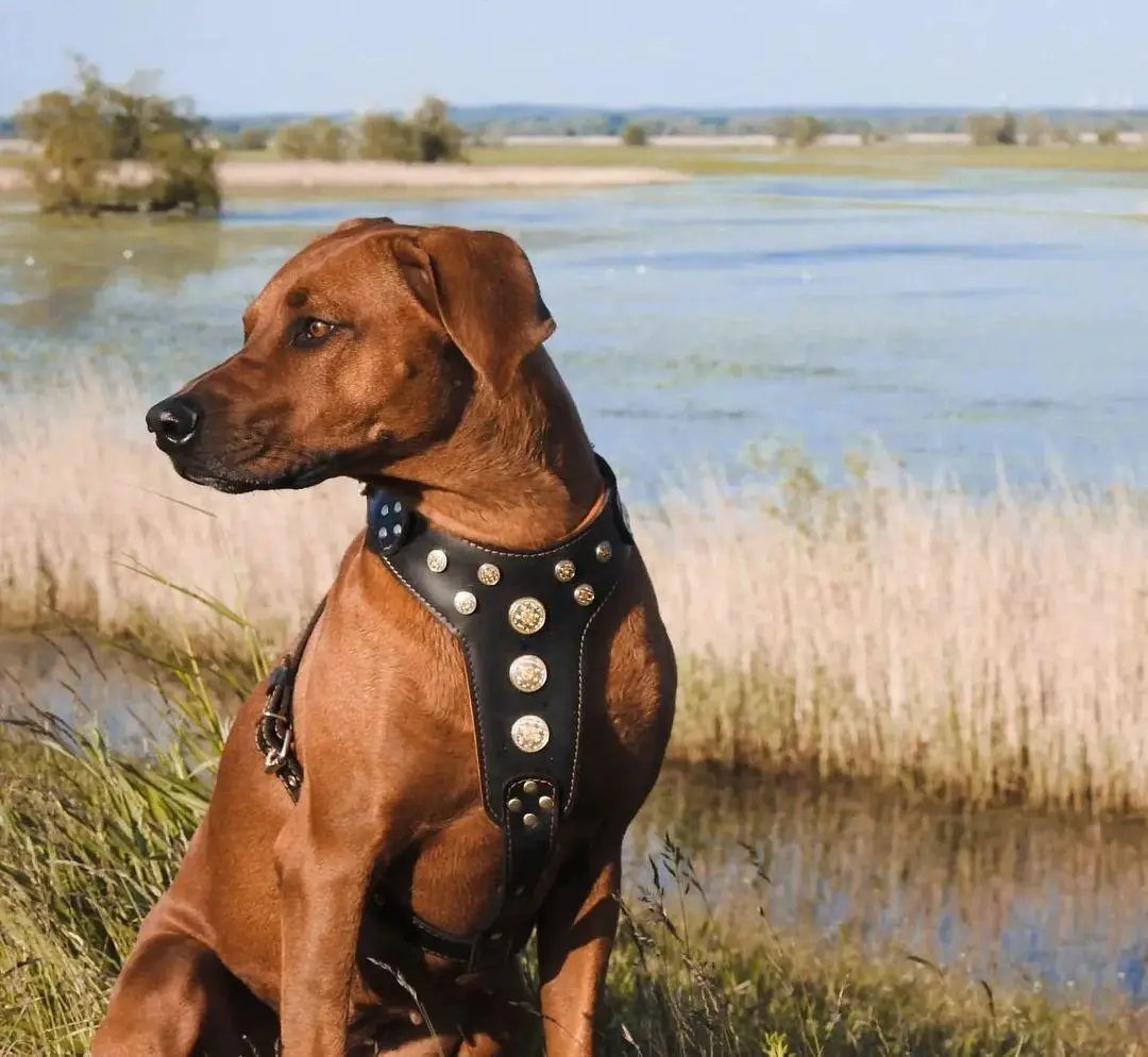 'Bijou'' harness Black & Orange for big dogs - Pet Collars & Harnesses from Bestia Dog Gear