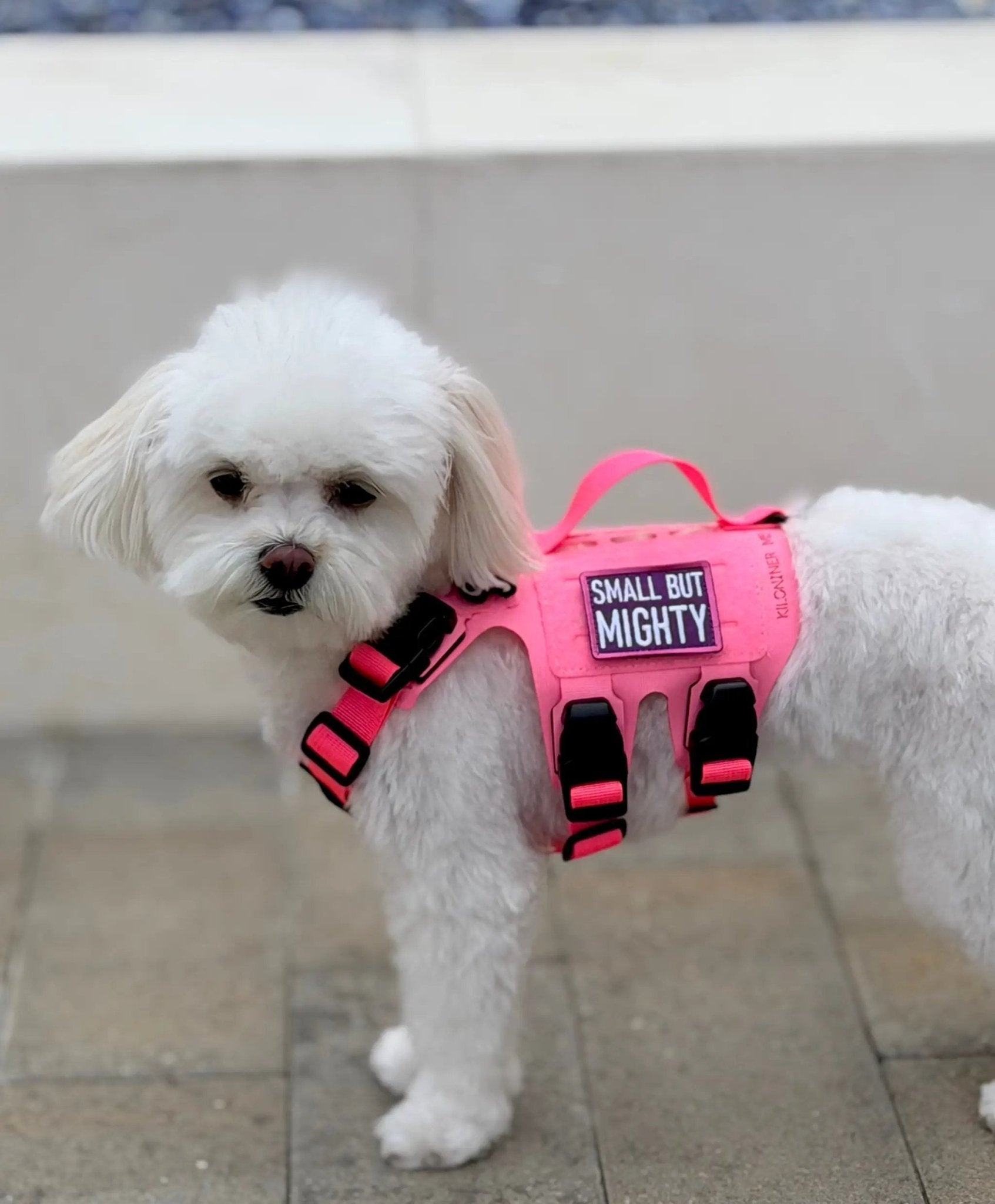 Small But Mighty Pink And Purple Embroidered Morale Patch 2x1.5 by kiloninerpets