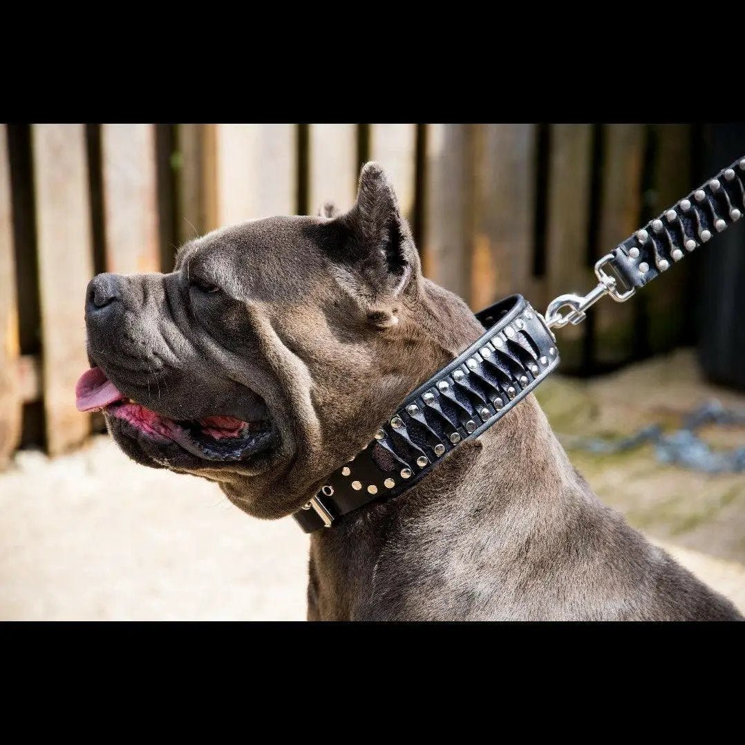 The ''Steampunk'' collar exclusive design - Pet Collars & Harnesses from Bestia Dog Gear