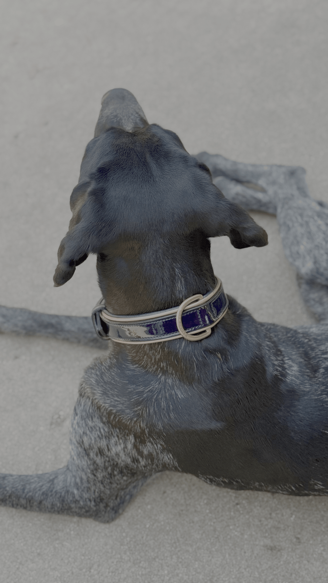 Halter Ego Revolution Blue Patent Leather Dog Collar on a dog