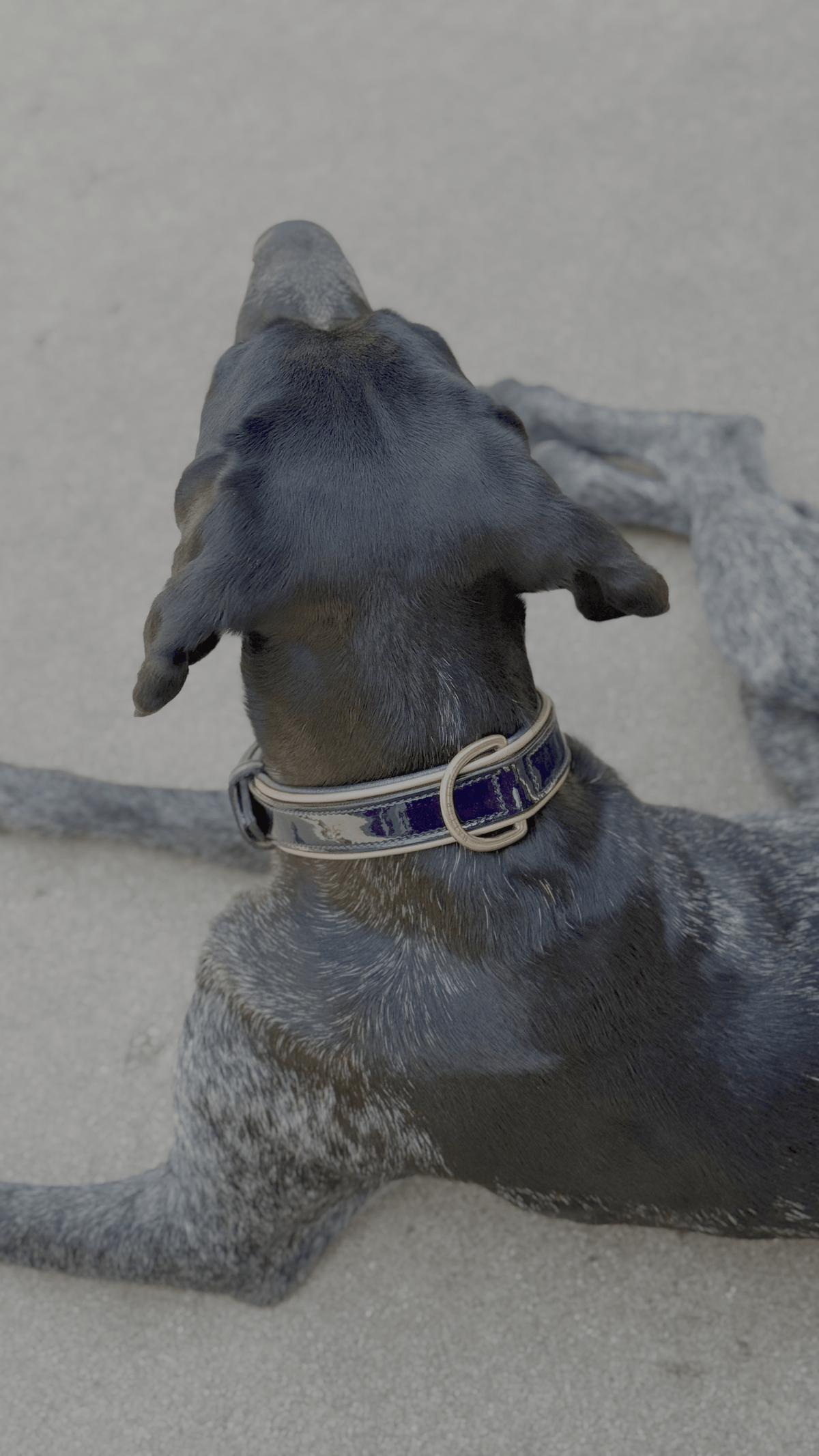 Halter Ego Revolution Blue Patent Leather Dog Collar on a dog